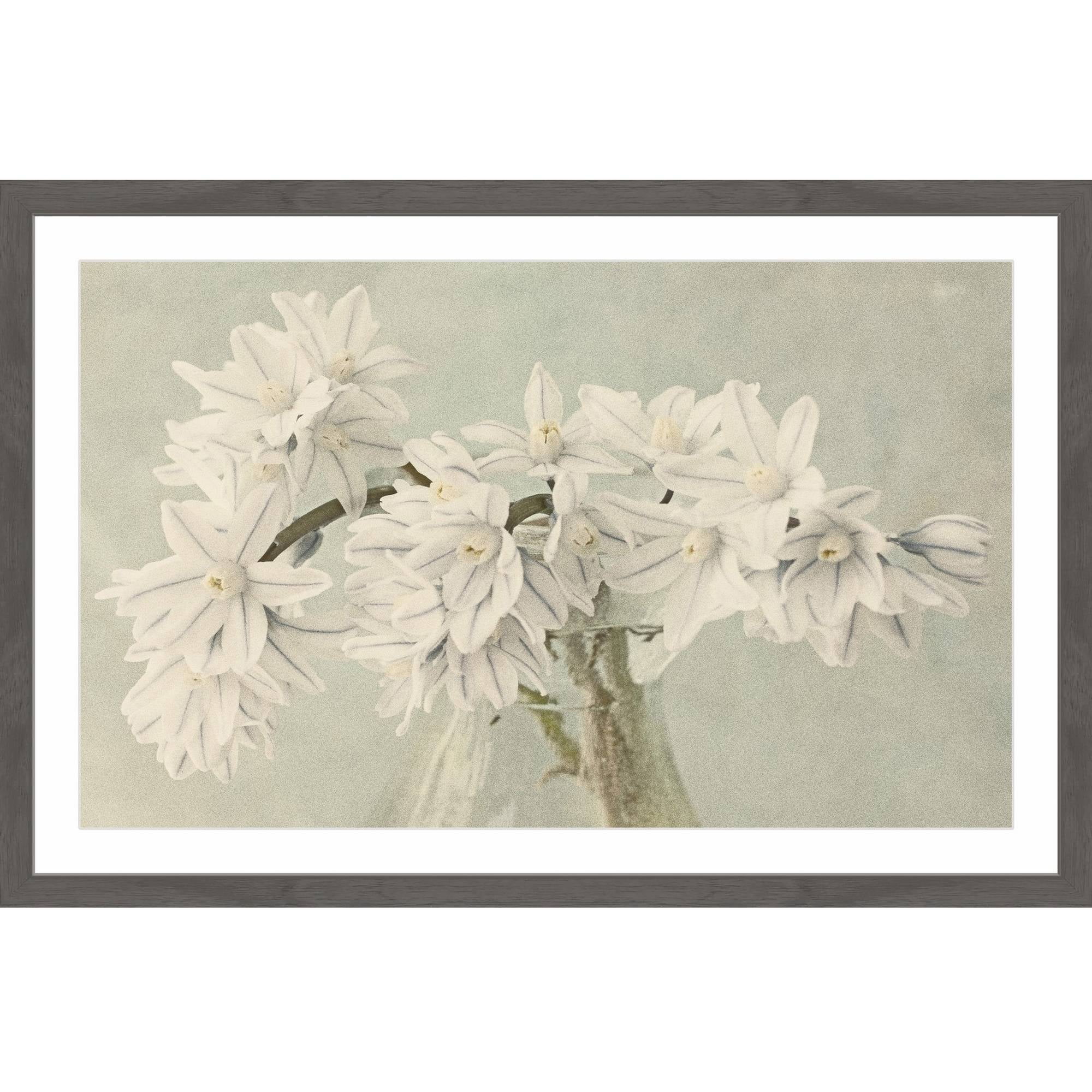 "White Narcissus" Framed Painting Print