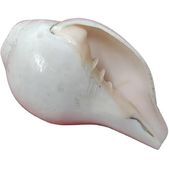 White Natural Conch Shell Shankh Authentic Blowing Pooja Use 8 Inches