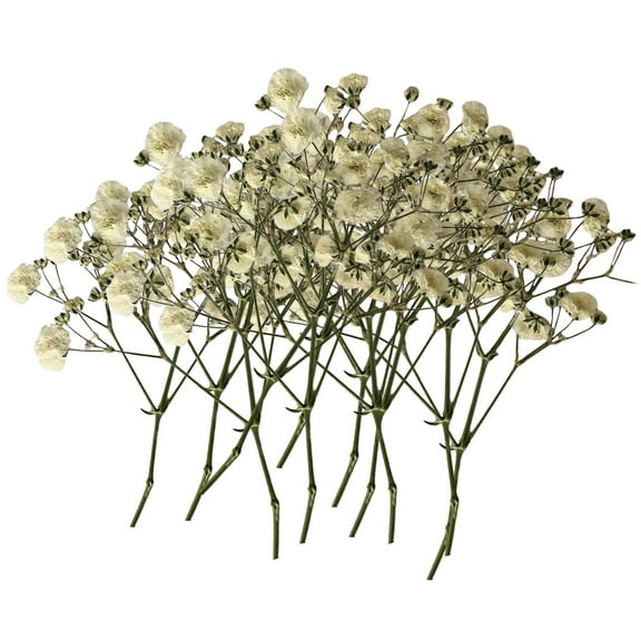 White Natural Dried Gypsophila Flowers 100 Pcs For DIY Craft Bookmark Resin Jewelry Making