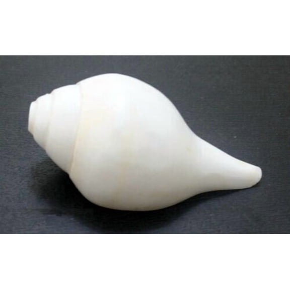 White Natural conch shell Shankh Authentic Blowing big Sound and Pooja use while doing aarti (, 7 to 7.50)