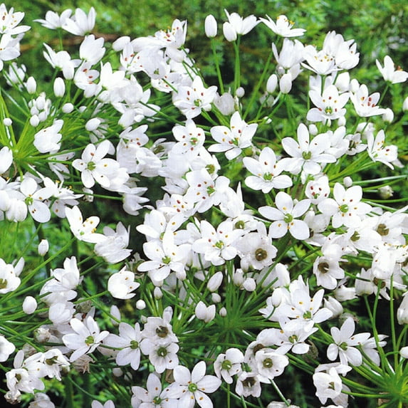 White or Neapolitanum Allium Flower Bulbs - 25 Bulbs per Pack - Pleasantly Scented - Attracts Butterflies and Hummingbirds - Deer Resistant - Good as Cut Flowers - Naturalizing - Perennializing
