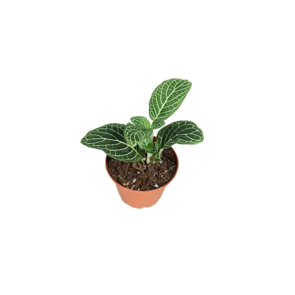 White Nerve Fittonia - 2.5" from California Tropicals