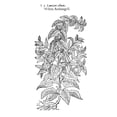 thumbnail image 1 of White Nettle /N(Lamium Album). Engraving, 17Th Century. Poster Print by  (24 x 36), 1 of 3