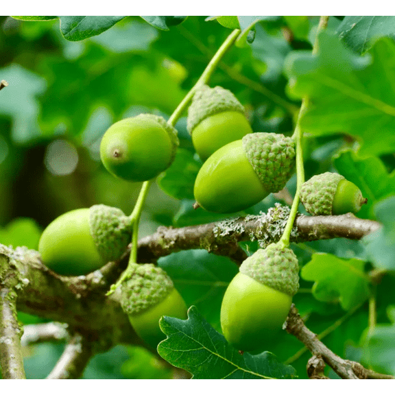 White Oak Tree Live for Planting, Quercus Alba Tree for Garden 12 to 18 Inch Tall in 4 Inch Pot - Dormant in Winter
