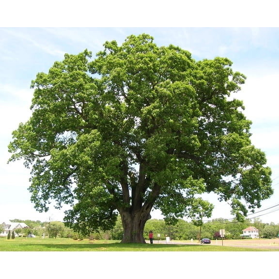 White Oak Tree Seedlings for Planting - 1 Yr Old Seedlings of Quercus alba (3 White Oak Trees) - No Ship to California