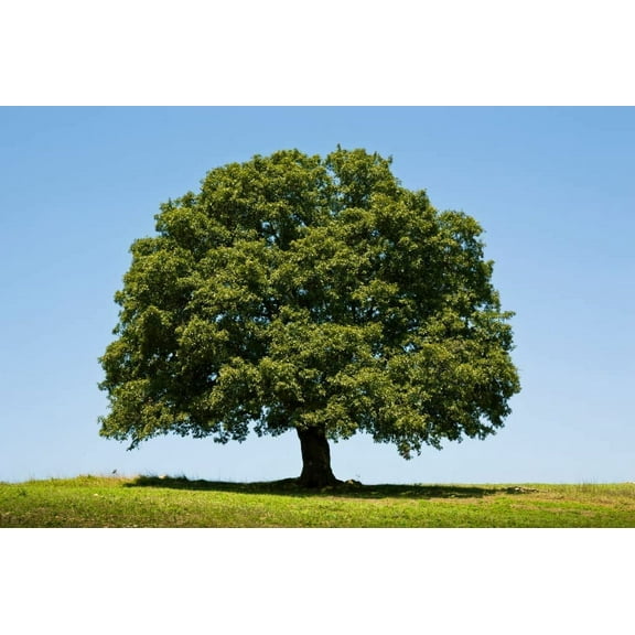 White Oak Tree Seeds for Planting | 10 Big Healthy Seeds | White Oak is Prized for Attractive Look and Wood