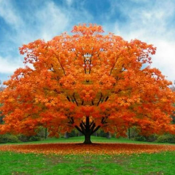 CZ Grain White Oak Live Tree