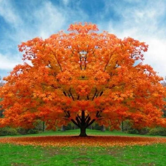 White Oak Trees for Planting | Live Tree Seedlings | No Ship to California (10 Trees)