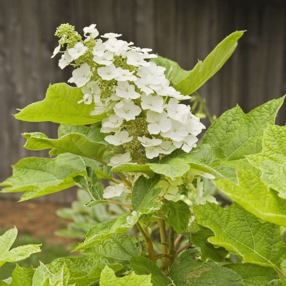 White Oakleaf Hydrangea Live Plant, Dormant Tree, Hydrangea Live Plant for Outdoor Planting, 6'' in Quart Pot