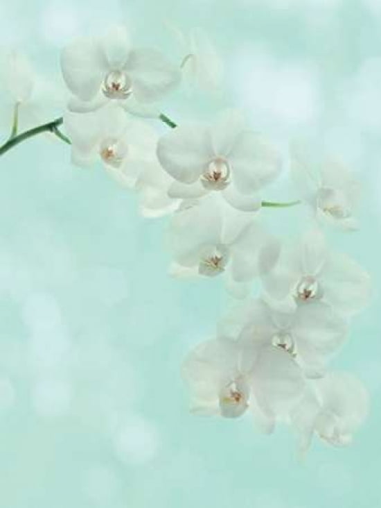 White Orchid Canvas Art - Alyson Fennell (18 x 24)