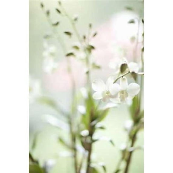 White Orchid I Poster Print by Karyn Millet