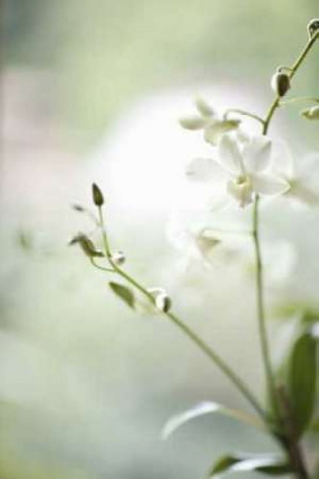 White Orchid II Canvas Art - Karyn Millet (12 x 18)