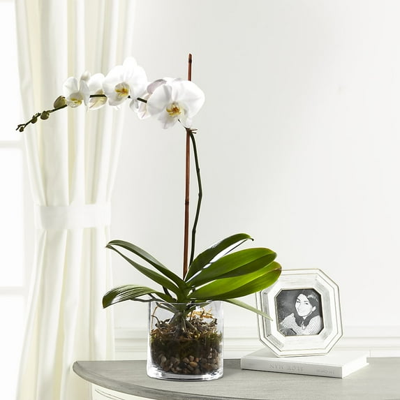 White Orchid Planter