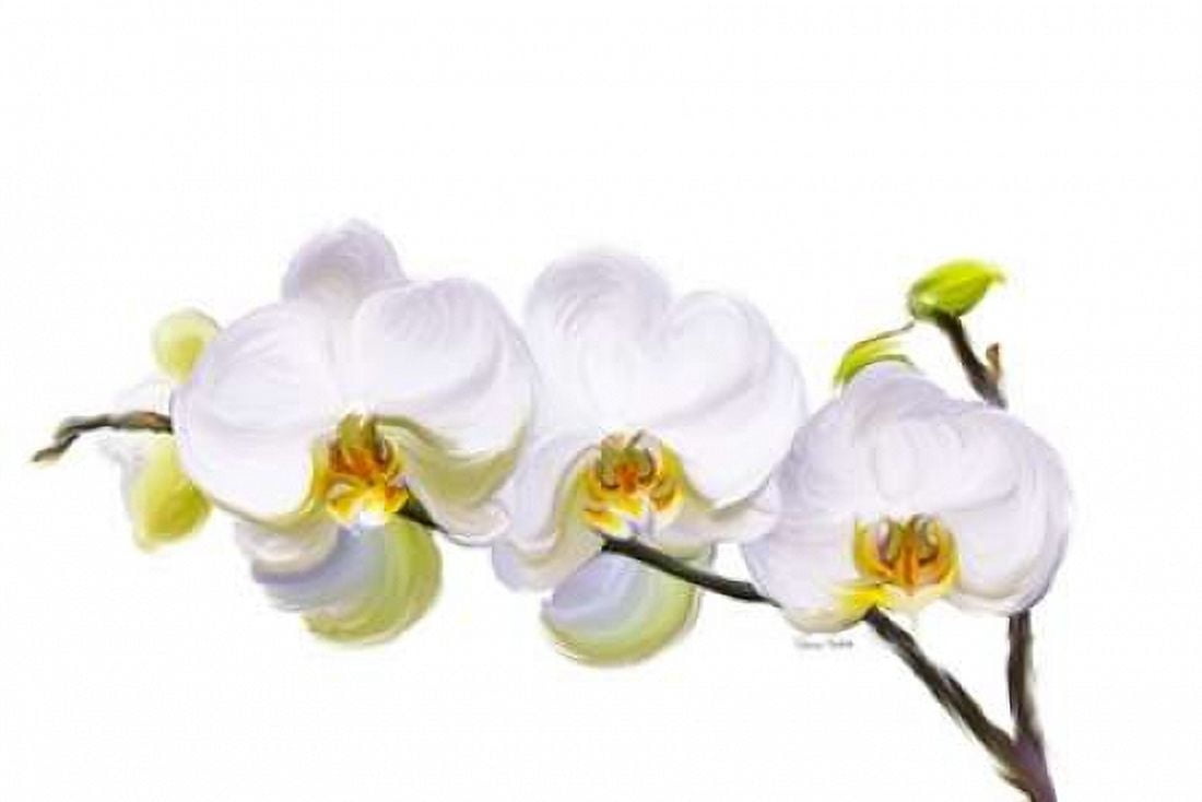 White Orchids Canvas Art - Ramona Murdock (12 x 18)