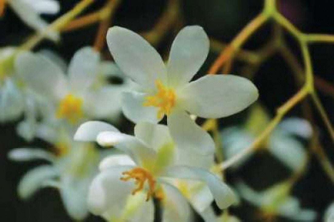 White Orchids I Canvas Art - Brian Moore (24 x 36)