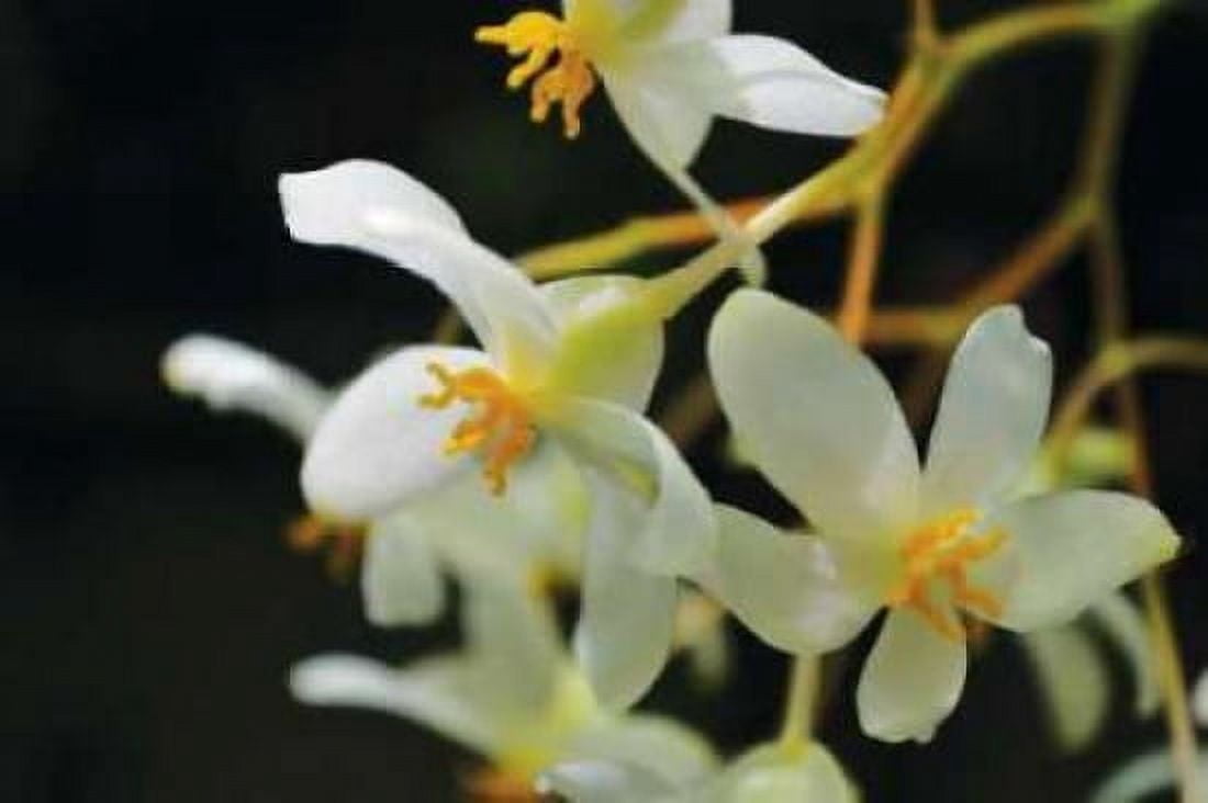 White Orchids II Canvas Art - Brian Moore (24 x 36)