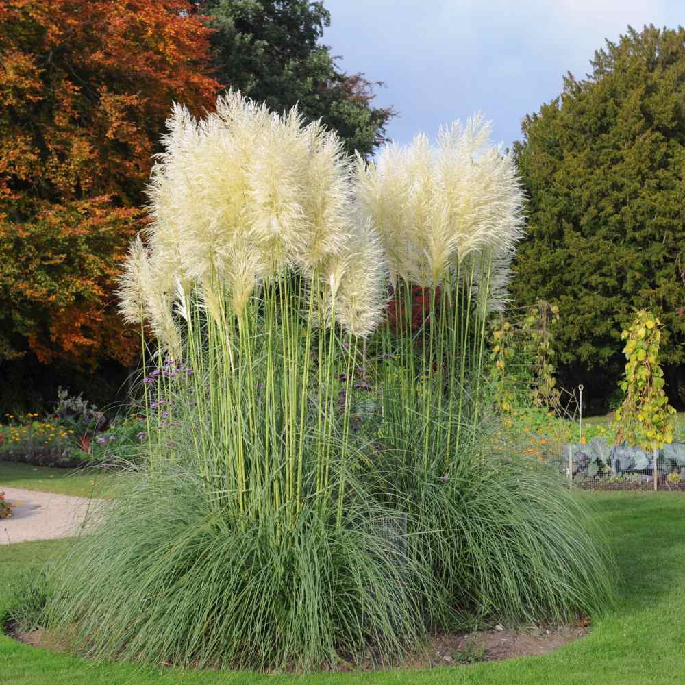 Outsidepride 2000 White Pampas Drought Tolerant Ornamental Grass Plant ...