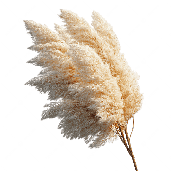 White Pampas Grass Live Plant 3 Gallon