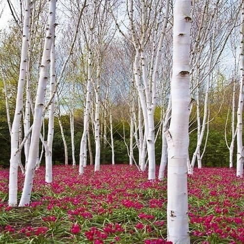 White Paper Birch Seedlings for Planting - Betula papyrifera - Stunning White Bark (1 Seedling)