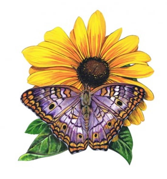 White Peacock Butterfly-II Canvas Art - Marilyn Barkhouse (18 x 20)