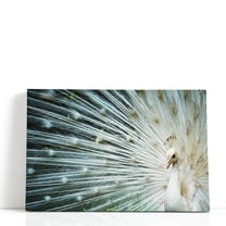 White Peacock - Wrapped Canvas Print Wall Art | 18" W x 12" H