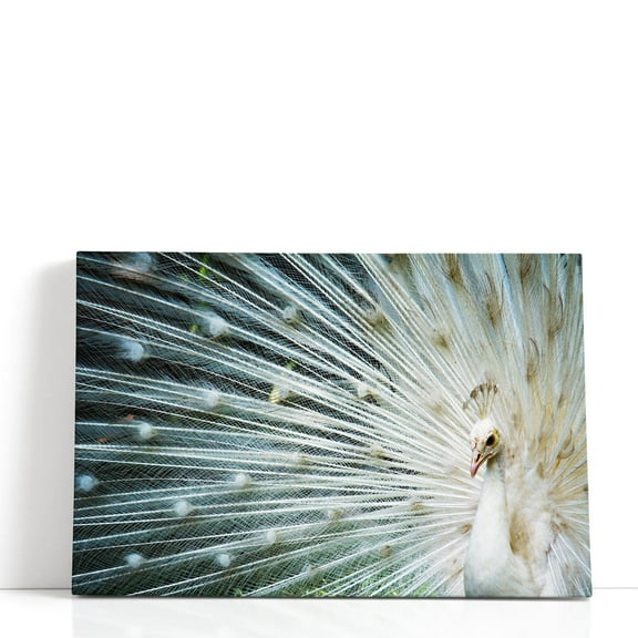 White Peacock - Wrapped Canvas Print Wall Art | 18" W x 12" H