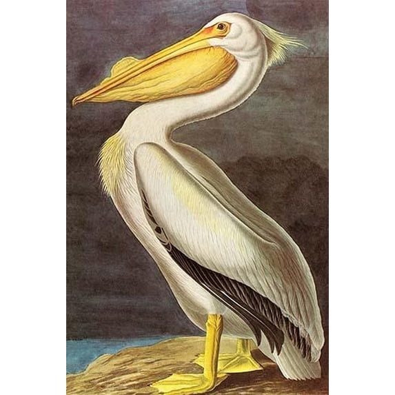 White Pelican. John James Audubon, born Jean-Jacques Audubon, was an American ornithologist, naturalist, and painter. He was notable for his