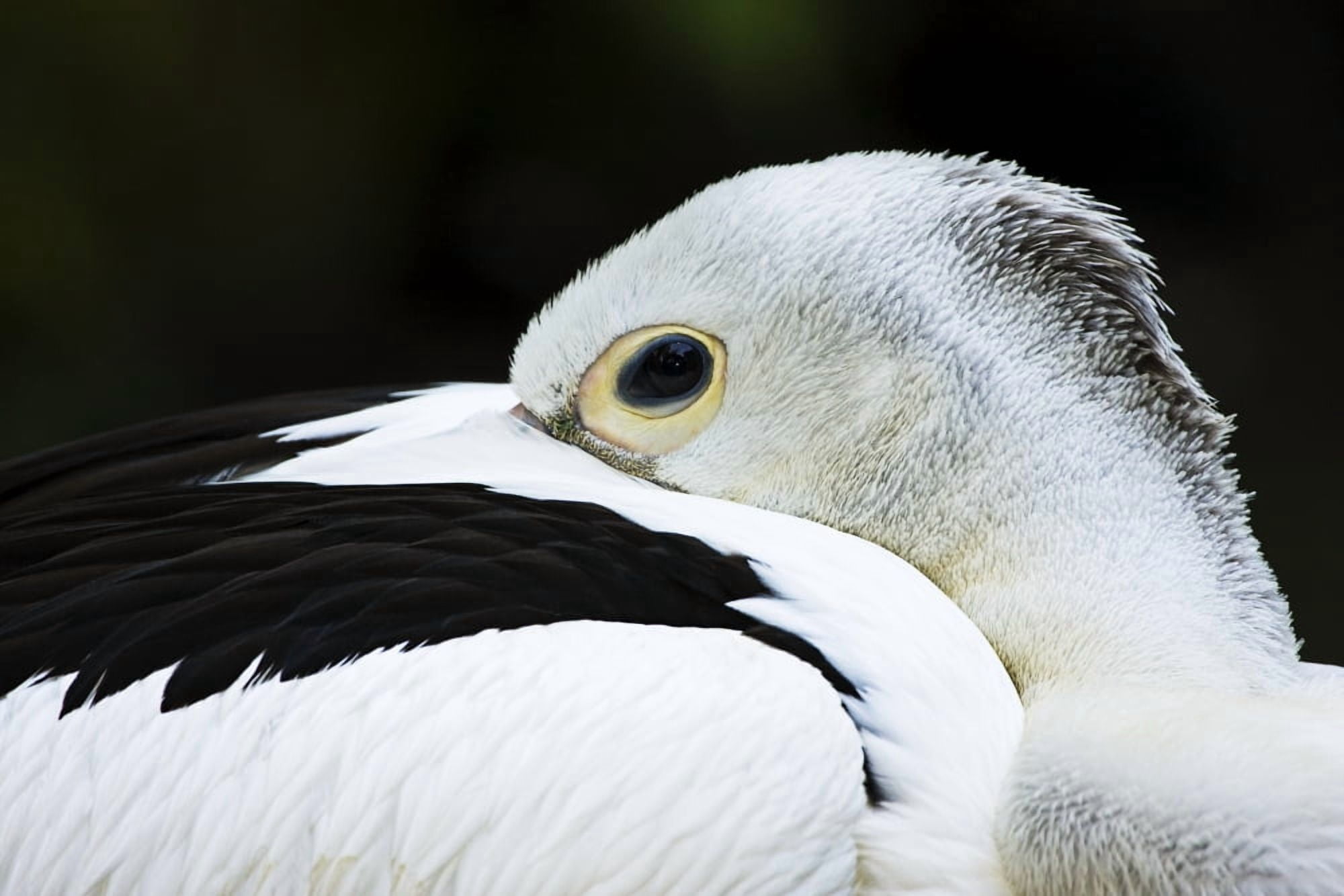 White Pelican (Pelecanus Conspicillatus) Australia Canvas Art - Dave Fleetham Design Pics (34 x 22)