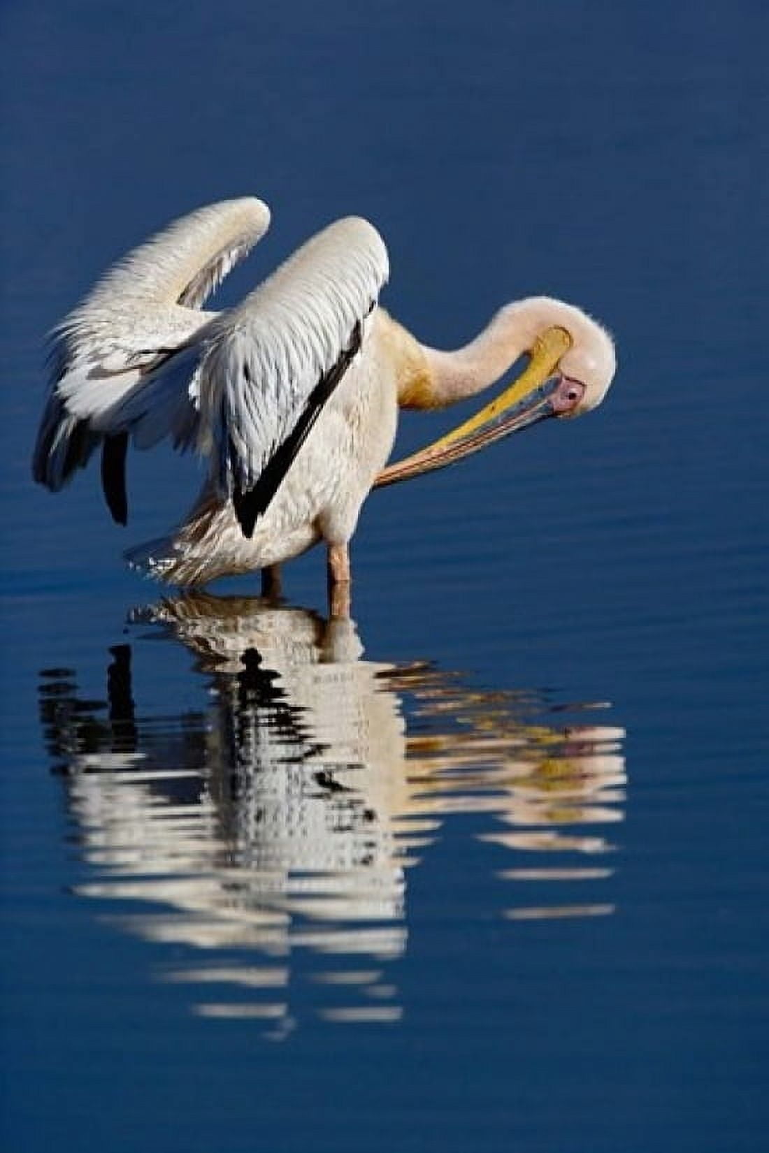 White Pelican bird Lake Nakuru National Park Kenya Canvas Art - Adam Jones DanitaDelimont (11 x 17)