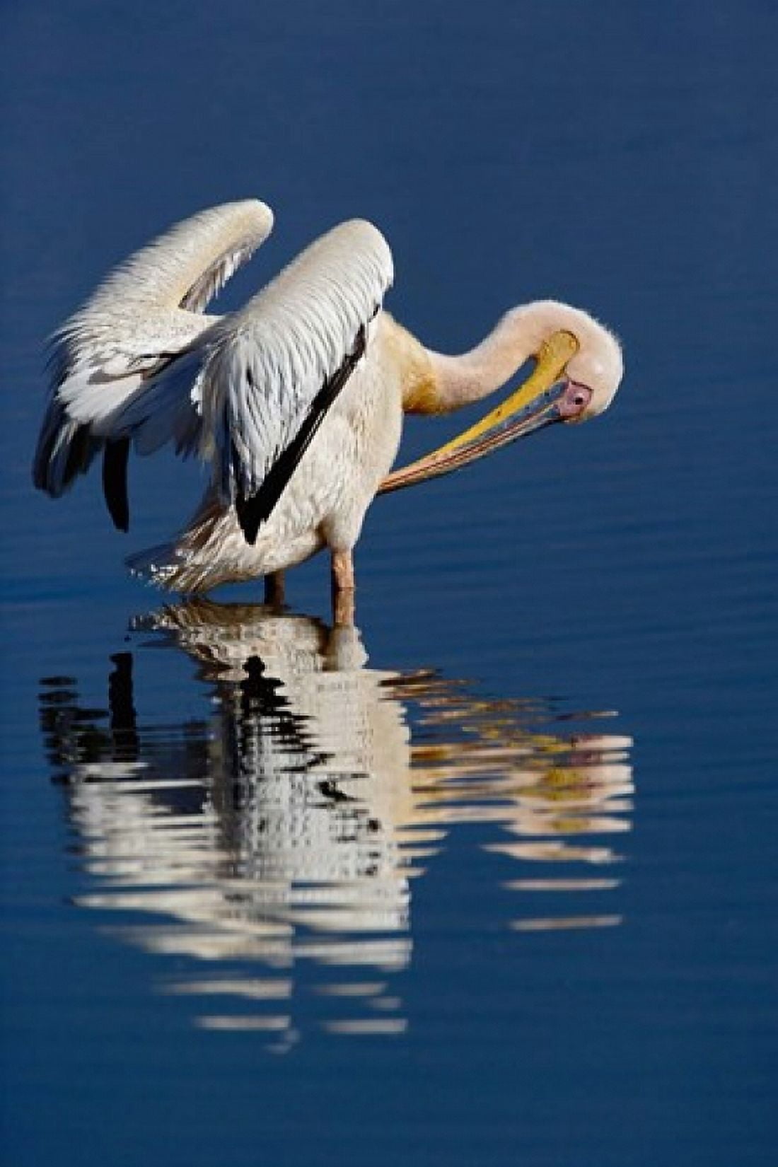 White Pelican bird Lake Nakuru National Park Kenya Canvas Art - Adam Jones DanitaDelimont (23 x 35)