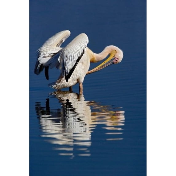 White Pelican bird Lake Nakuru National Park Kenya Poster Print by Adam Jones (11 x 17)