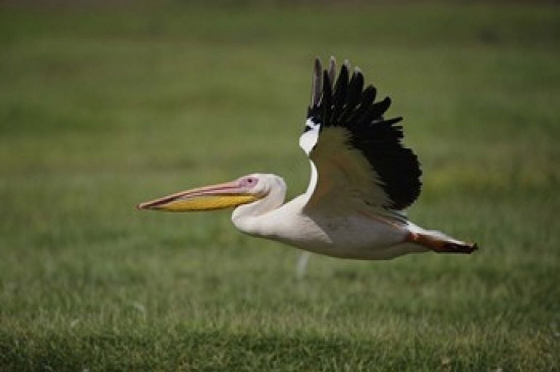 White Pelican bird in flight Lake Nakuru Kenya Canvas Art - Adam Jones DanitaDelimont (24 x 15)