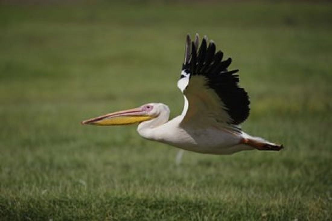 White Pelican bird in flight Lake Nakuru Kenya Canvas Art - Adam Jones DanitaDelimont (35 x 23)