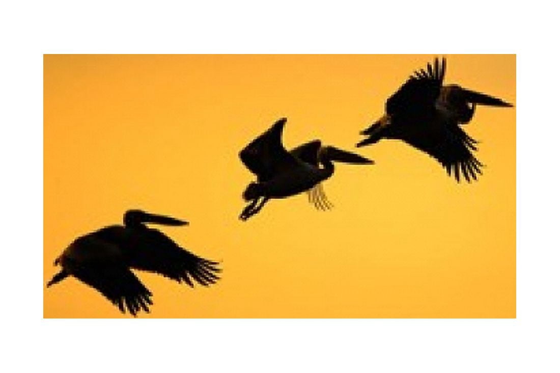 White Pelican birds Lake Manyara National Park Tanzania Canvas Art - Adam Jones  DanitaDelimont (35 x 23)