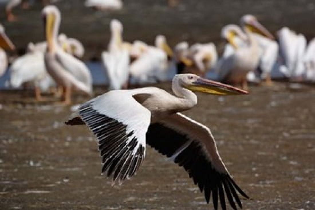 White Pelican birds in flight Lake Nakuru Kenya Canvas Art - Adam Jones DanitaDelimont (35 x 23)