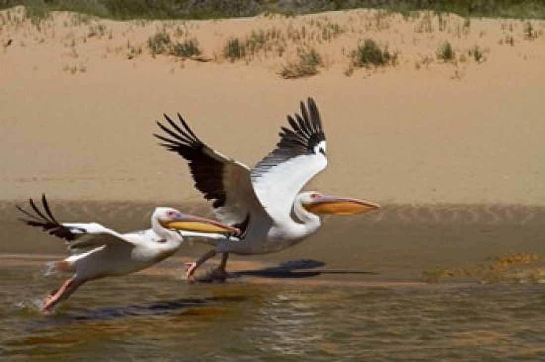 White Pelicans Sandwich Harbor Namib-Naukluft Namibia Canvas Art - David Wall DanitaDelimont (35 x 24)