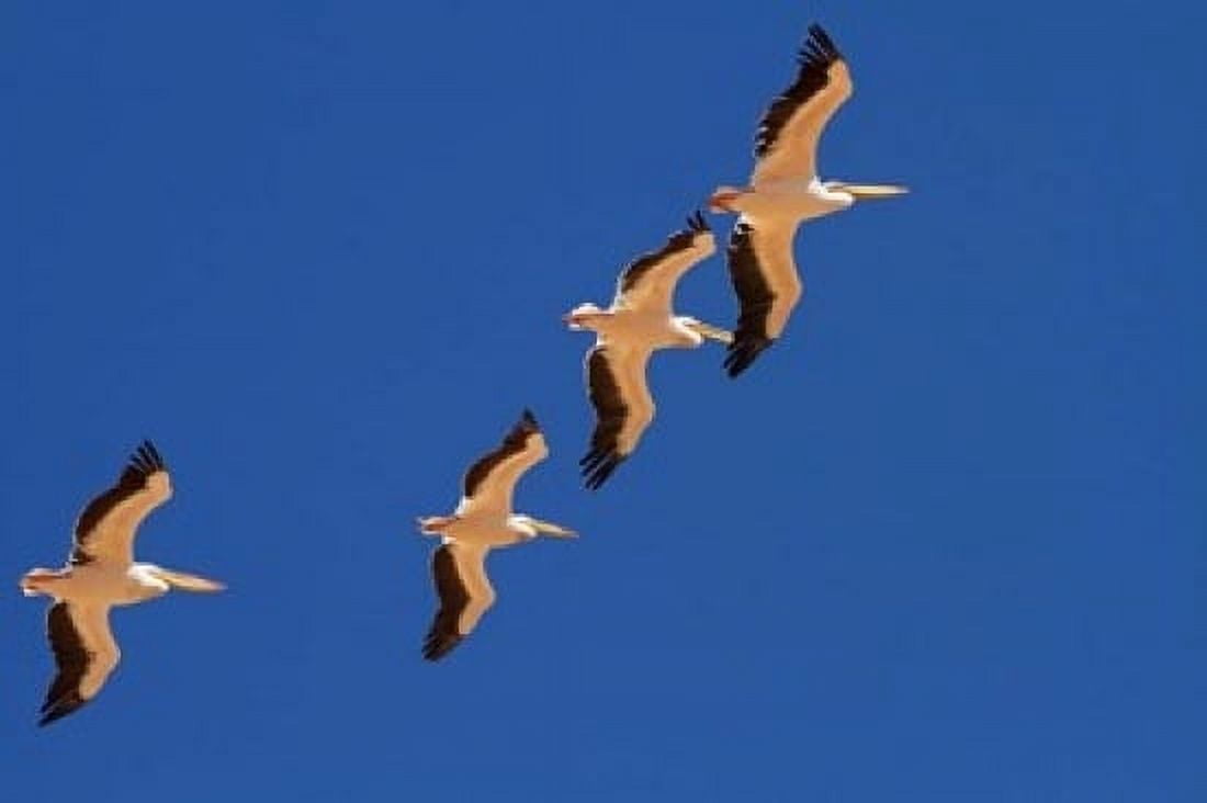 White Pelicans in the sky Sandwich Harbor Namibia Canvas Art - David Wall DanitaDelimont (24 x 15)