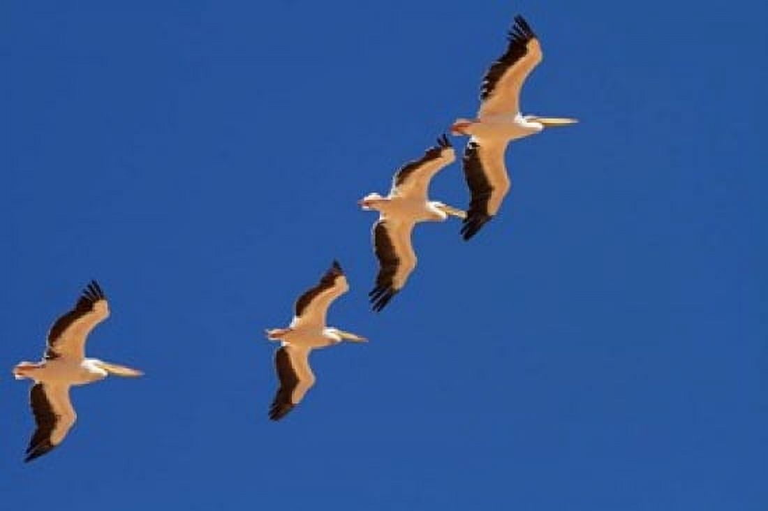 White Pelicans in the sky Sandwich Harbor Namibia Canvas Art - David Wall DanitaDelimont (35 x 24)