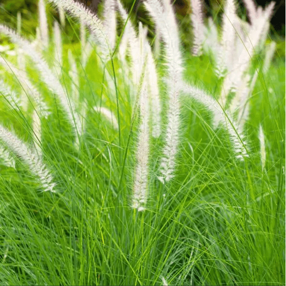 White Pennisetum Fountain Grass Live Starter Plant for Planting, Ornamental Grasses Hardy Perennial Grass Seedlings, 4 to 6 Inch Tall, Ship No Pot
