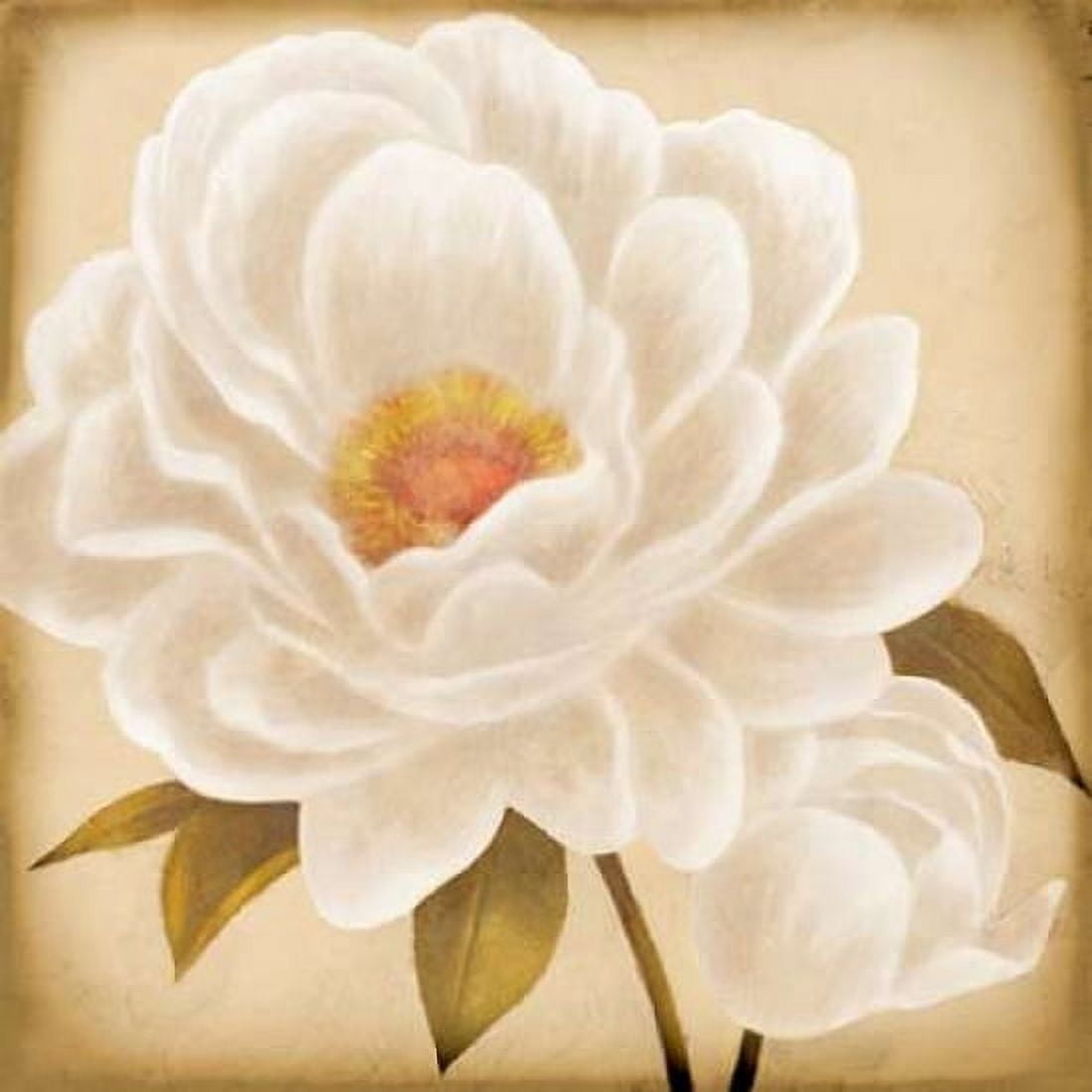 White Peonies I Canvas Art - Vivien Rhyan (24 x 24)