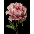 thumbnail image 1 of White Peony Flower Canvas Art Home Interior Wall Decor, 1 of 8