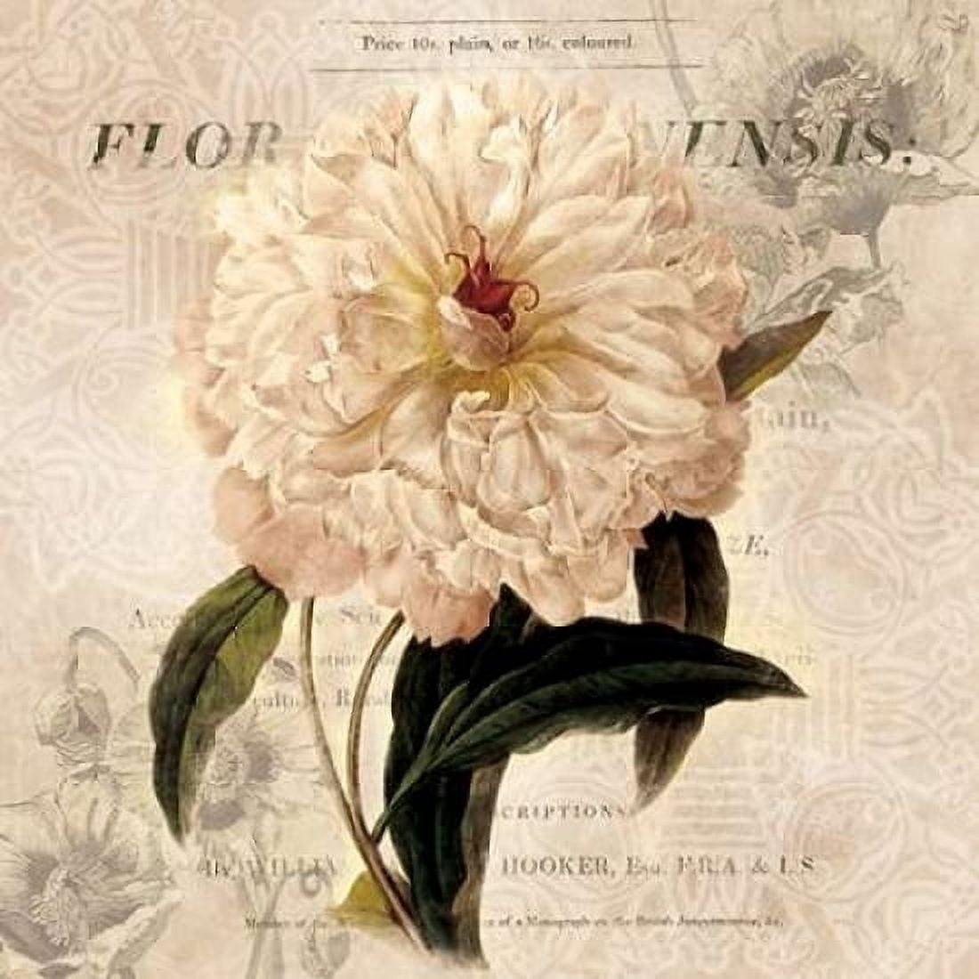 White Peony I Canvas Art - Carol Robinson (24 x 24)