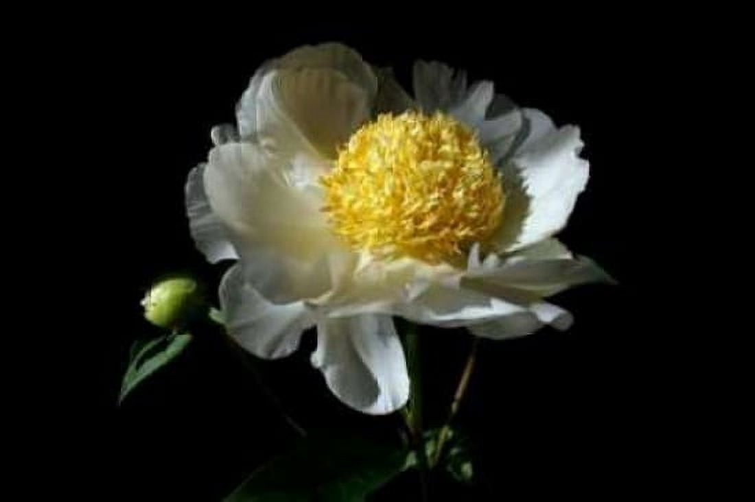 White Peony I Canvas Art - Tammy Putman (24 x 36)