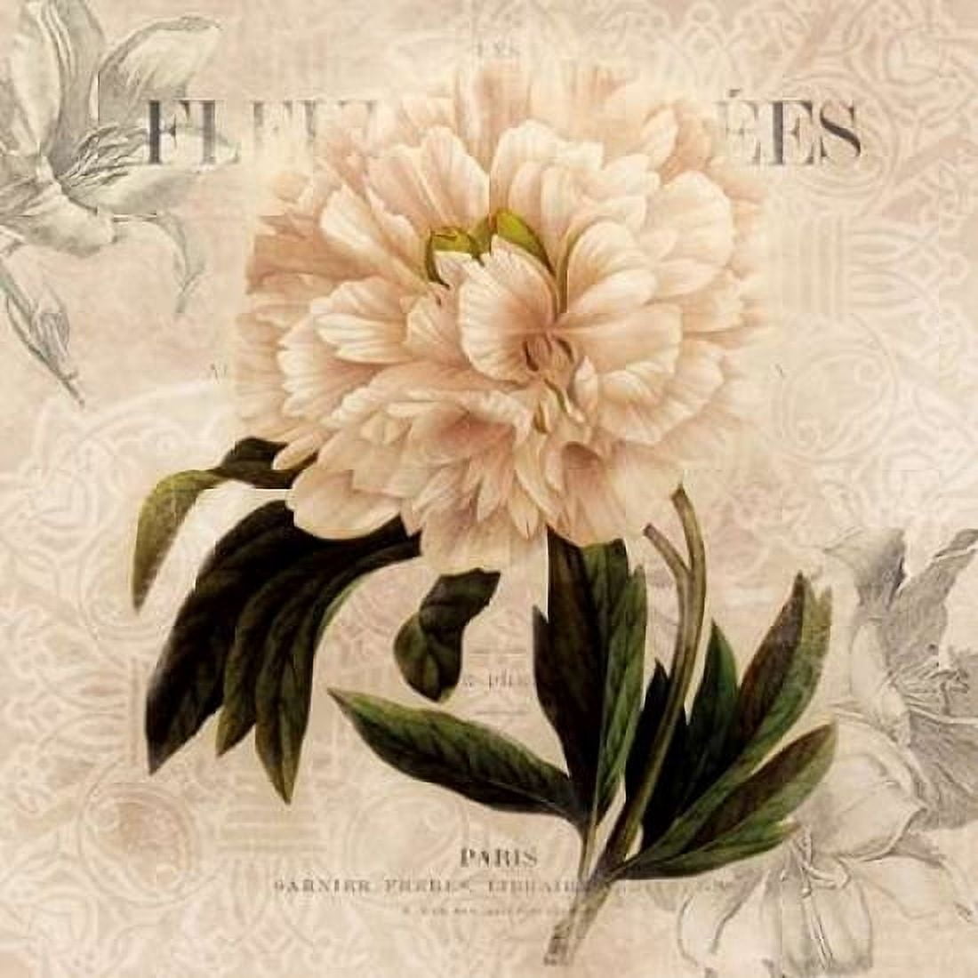 White Peony II Canvas Art - Carol Robinson (24 x 24)
