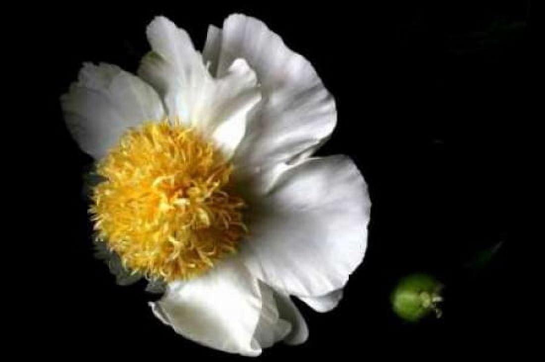 White Peony II Canvas Art - Tammy Putman (24 x 36)
