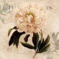 thumbnail image 1 of White Peony II Poster Print by Carol Robinson (24 x 24), 1 of 2