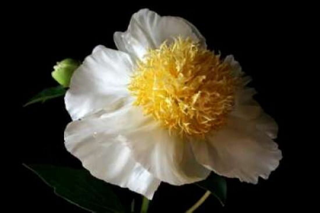 White Peony III Canvas Art - Tammy Putman (24 x 36)