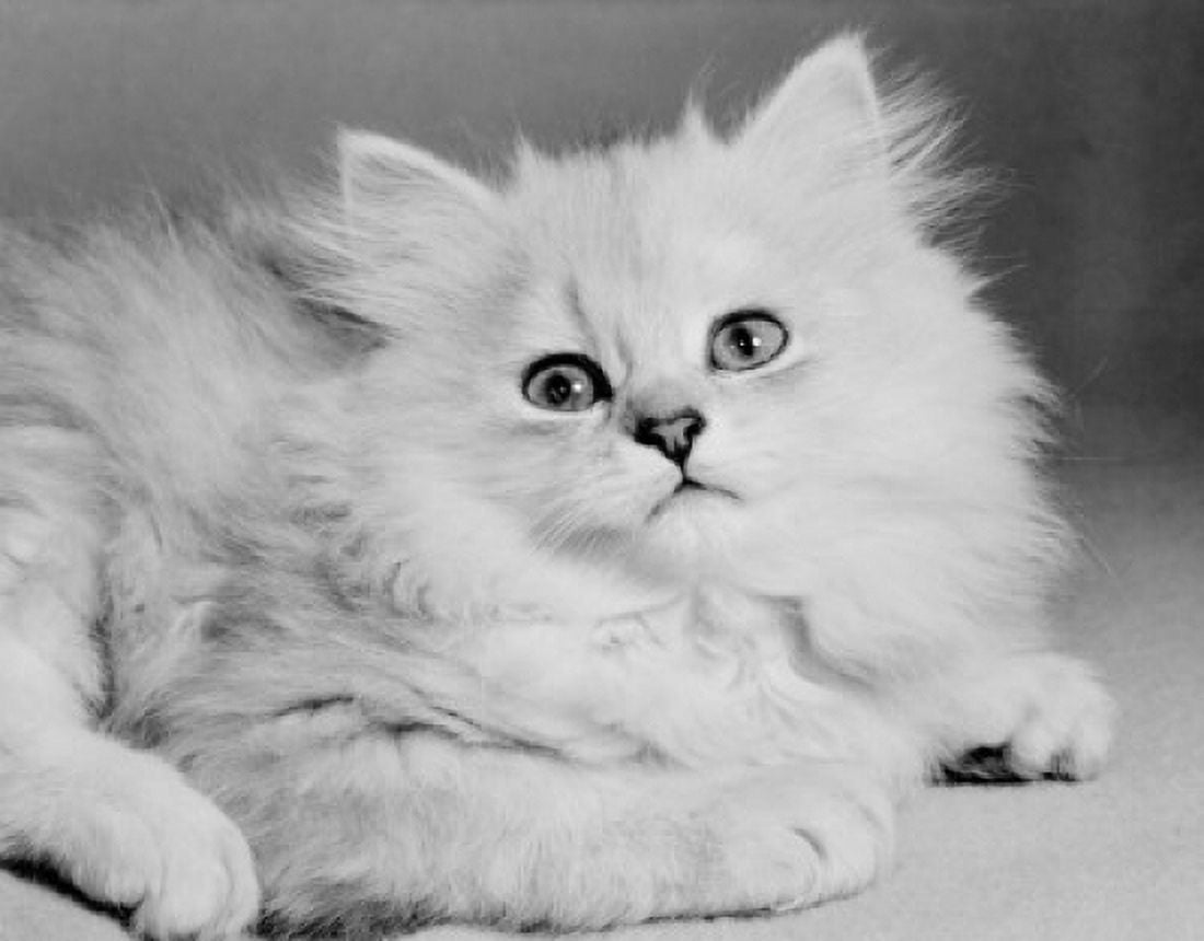White Persian cat Canvas Art - (18 x 24)