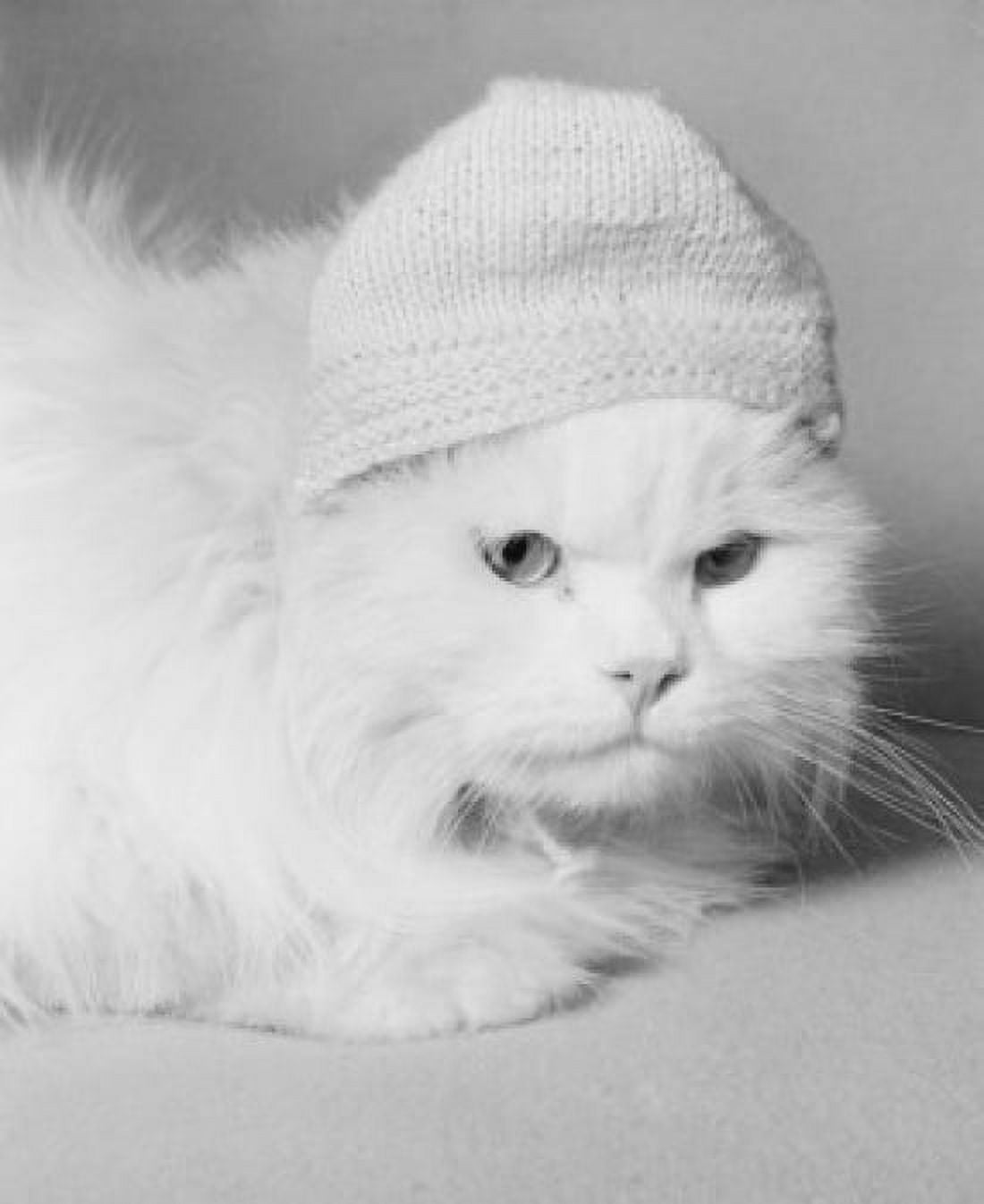 White Persian cat Canvas Art - (24 x 36)