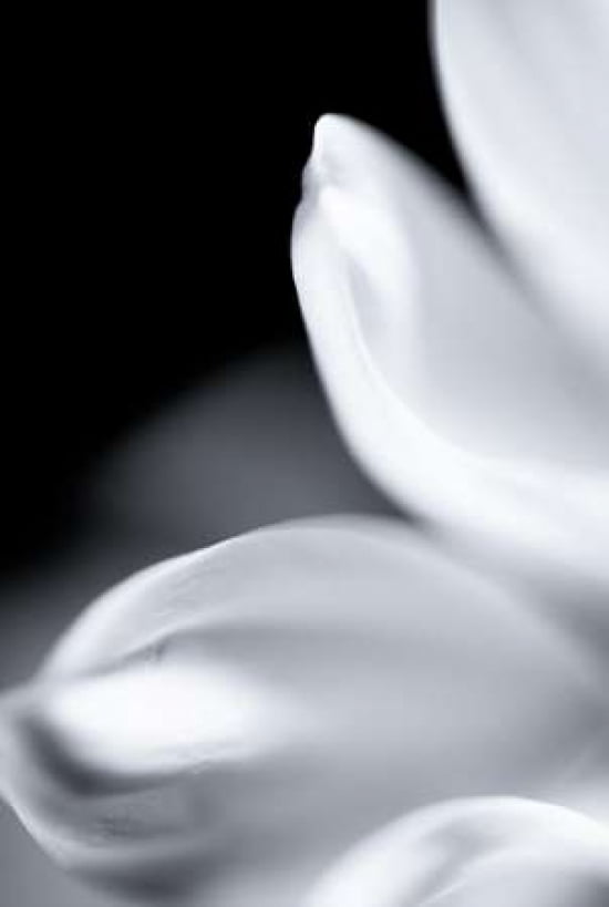 White Petals I Canvas Art - Beth Wold (12 x 18)